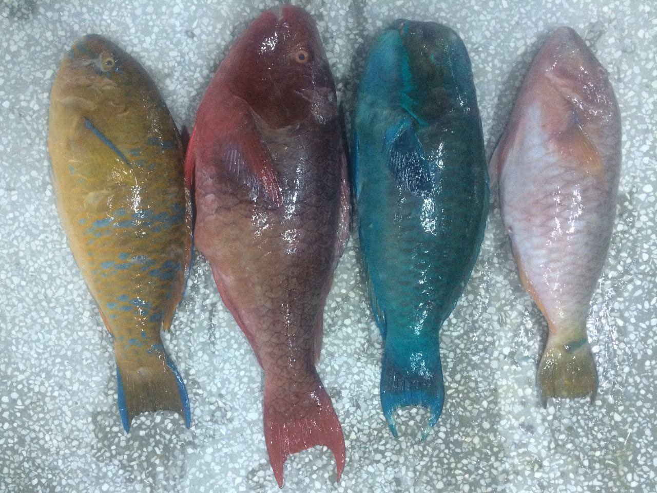FROZEN PARROTFISH CENTRAL SEA