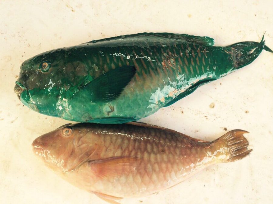 FROZEN PARROTFISH CENTRAL SEA