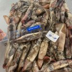 FROZEN BLACK SQUID