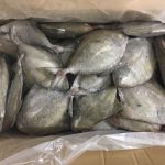 FROZEN BLACK POMFRET