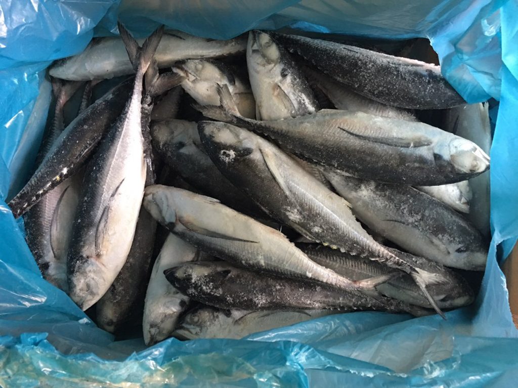 FROZEN HORSE MACKEREL