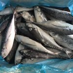 FROZEN HORSE MACKEREL
